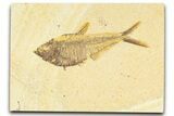 Detailed Fossil Fish (Diplomystus) - Wyoming #367553-1